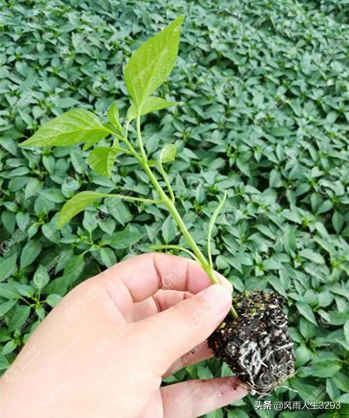 辣椒苗栽完用什么肥或者药长的快?