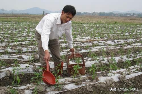 辣椒苗栽完用什么肥或者药长的快?