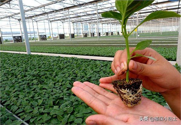 辣椒苗栽完用什么肥或者药长的快?