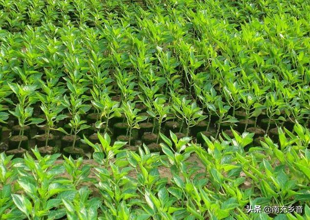 辣椒苗栽完用什么肥或者药长的快?