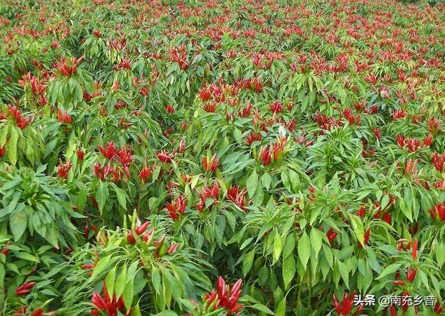 辣椒苗栽完用什么肥或者药长的快?