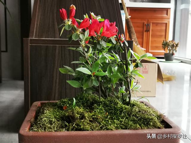多菌灵和生根粉一起混用,兑水浇灌刚刚移植的植物,可以吗?