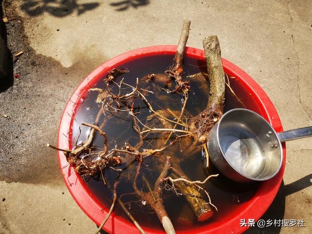 多菌灵和生根粉一起混用,兑水浇灌刚刚移植的植物,可以吗?