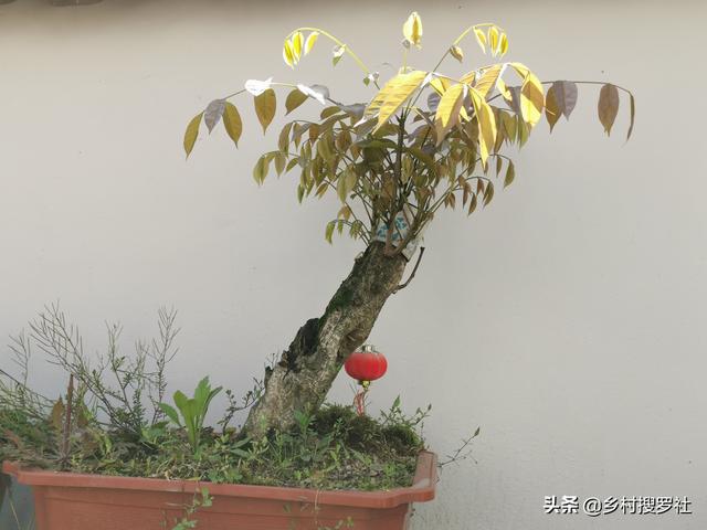 多菌灵和生根粉一起混用,兑水浇灌刚刚移植的植物,可以吗?