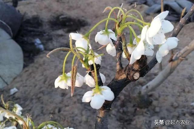大棚樱桃什么时候上遮阳网,防霜冻的?