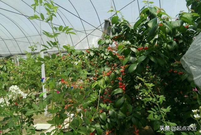 大棚樱桃什么时候上遮阳网,防霜冻的?