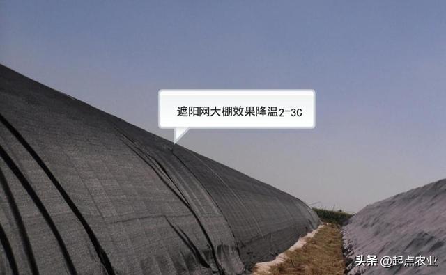 大棚樱桃什么时候上遮阳网,防霜冻的?