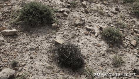 发菜不属于植物,为什么还被列入国家一级保护植物?