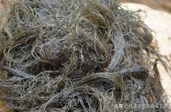 发菜不属于植物,为什么还被列入国家一级保护植物?