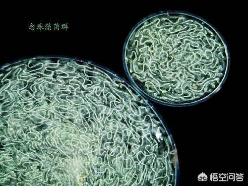 发菜不属于植物,为什么还被列入国家一级保护植物?