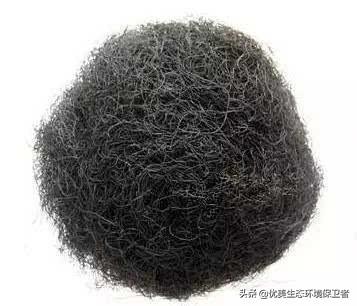 发菜不属于植物,为什么还被列入国家一级保护植物?