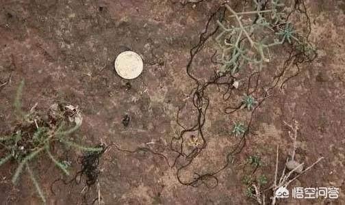 发菜不属于植物,为什么还被列入国家一级保护植物?