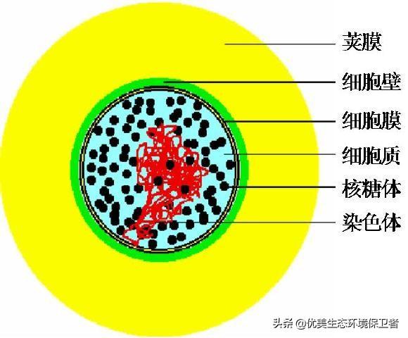 发菜不属于植物,为什么还被列入国家一级保护植物?