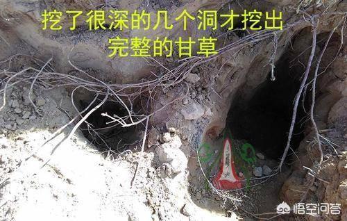 发菜不属于植物,为什么还被列入国家一级保护植物?
