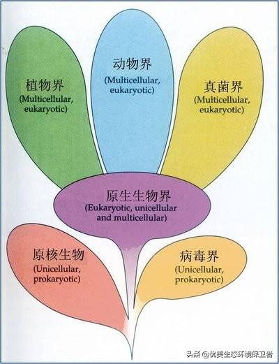发菜不属于植物,为什么还被列入国家一级保护植物?