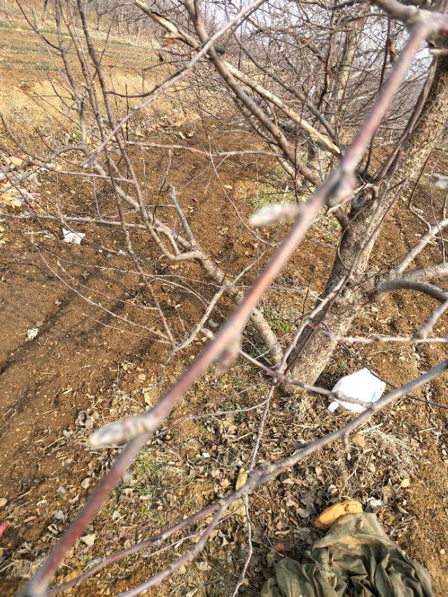 请你谈谈碳酸氢铵在苹果树上的应用方法?
