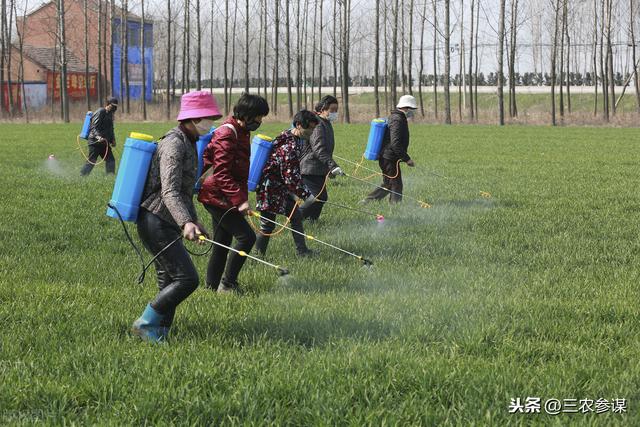 小麦播种多久后打除草剂比较好?