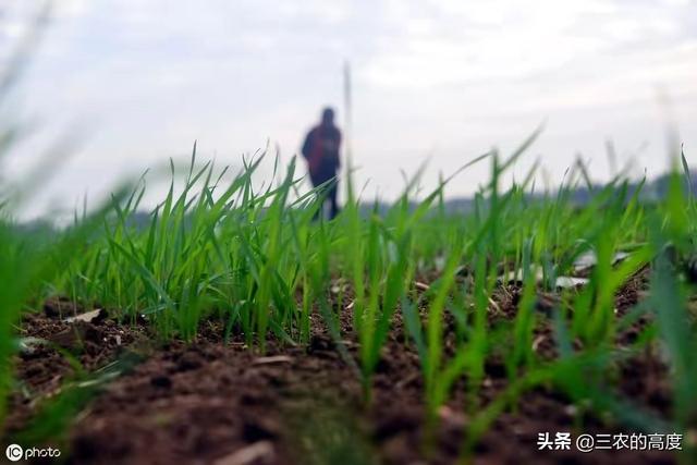 小麦播种多久后打除草剂比较好?