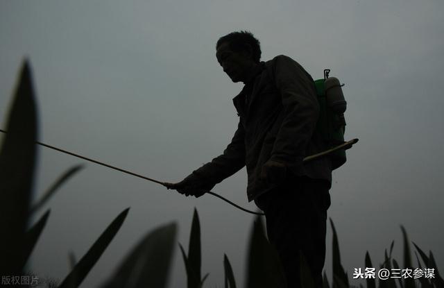 小麦播种多久后打除草剂比较好?