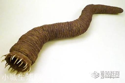 蒙古沙虫真实存在吗?