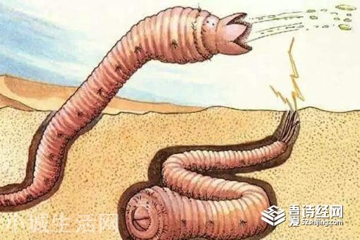 蒙古沙虫真实存在吗?