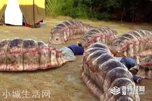 蒙古沙虫真实存在吗?