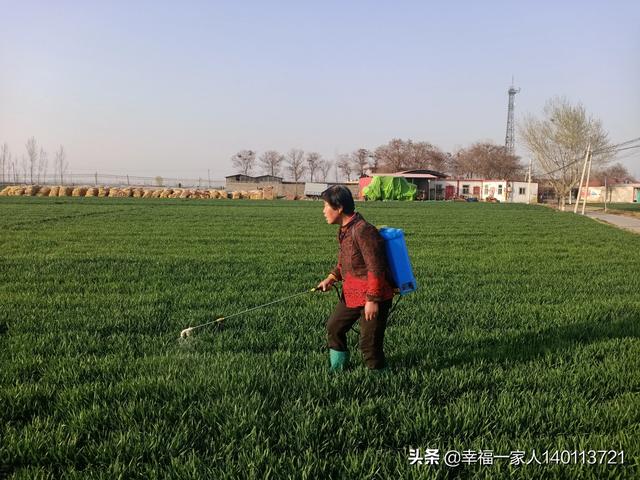 小麦用井水浇,十一号浇返青水施肥早吗?