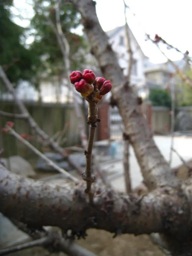 大棚樱桃难成花如何管理？