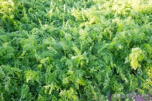 如何确定胡萝卜的最佳种植方式?