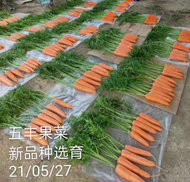 如何确定胡萝卜的最佳种植方式?