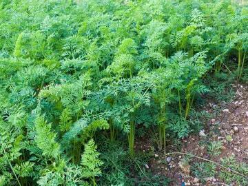 如何确定胡萝卜的最佳种植方式?