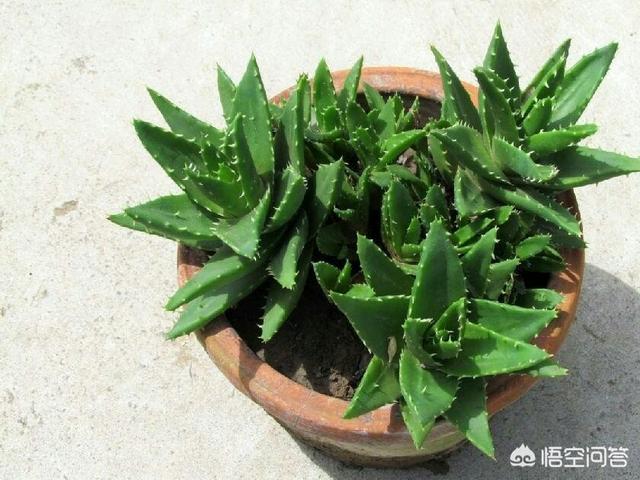 盆栽芦荟，喜阴还是喜阳？常浇水还是让土壤干燥一些？