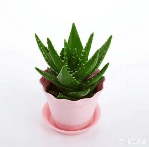 盆栽芦荟，喜阴还是喜阳？常浇水还是让土壤干燥一些？