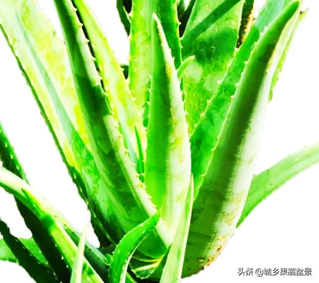 盆栽芦荟，喜阴还是喜阳？常浇水还是让土壤干燥一些？