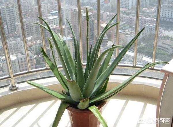 盆栽芦荟，喜阴还是喜阳？常浇水还是让土壤干燥一些？