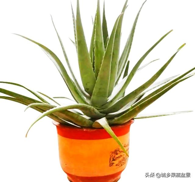盆栽芦荟，喜阴还是喜阳？常浇水还是让土壤干燥一些？