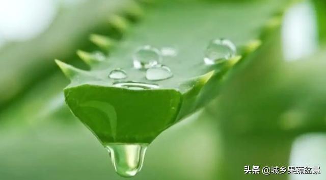 盆栽芦荟，喜阴还是喜阳？常浇水还是让土壤干燥一些？
