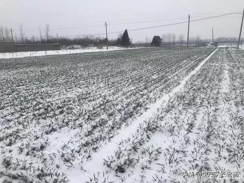 降雪,对小麦有利还是有弊,雪后如何补救?