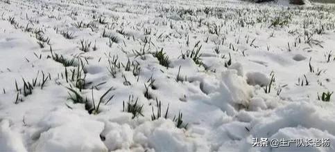 降雪,对小麦有利还是有弊,雪后如何补救?