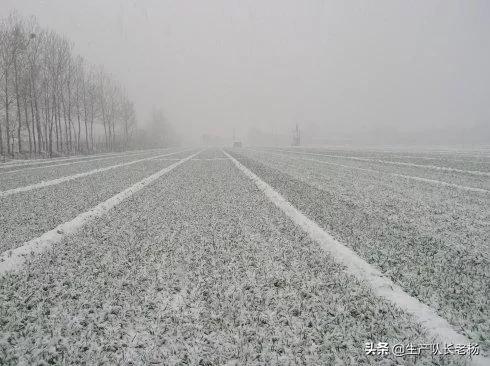 降雪,对小麦有利还是有弊,雪后如何补救?