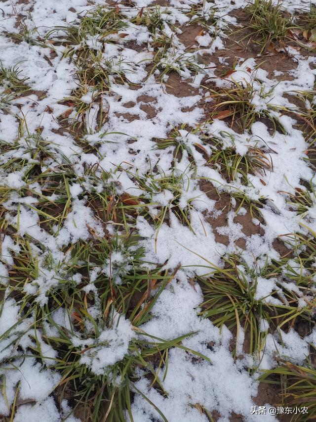 降雪,对小麦有利还是有弊,雪后如何补救?