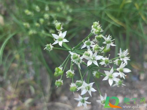 韭菜冬季可以移栽吗