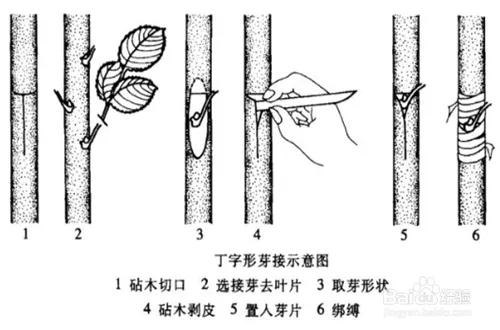 芽接的最佳时间是什么？
