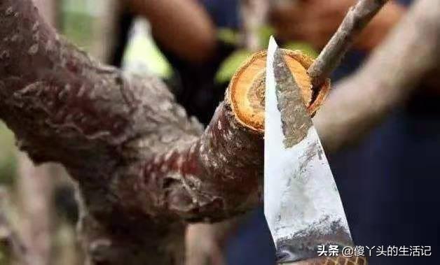 芽接的最佳时间是什么？