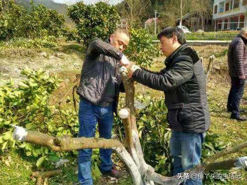 芽接的最佳时间是什么？
