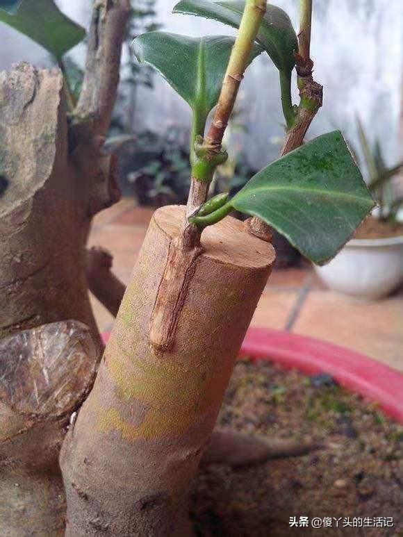 芽接的最佳时间是什么？