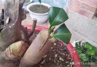 芽接的最佳时间是什么？