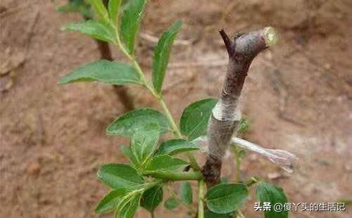 芽接的最佳时间是什么？