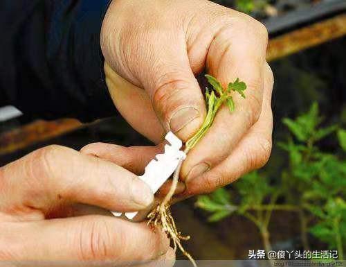 芽接的最佳时间是什么？