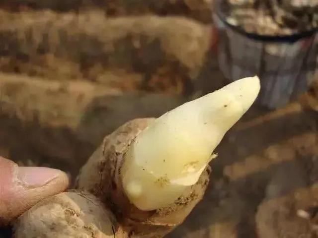 大姜催芽最高温度,最低温度,最适温度是多少?